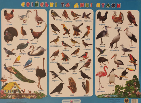 Affiche. Oiseaux domestiques et sauvages