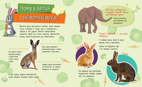 ¿Por qué eres tan lindo? Animales