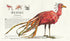 Les animaux fantastiques et où les trouver. Grande édition illustrée - 9786175851432