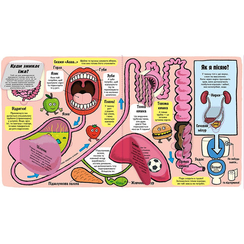 Моє дивовижне тіло. Маленькі дослідники