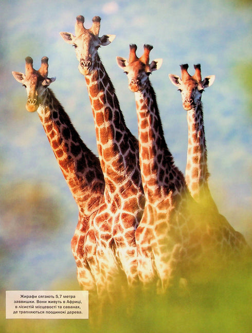 Велика книга тварин