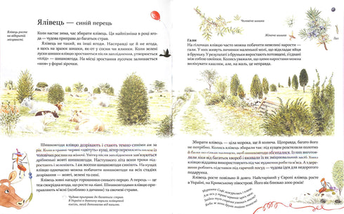 Expedition with Ant Sophie. Exploring the nature around us.